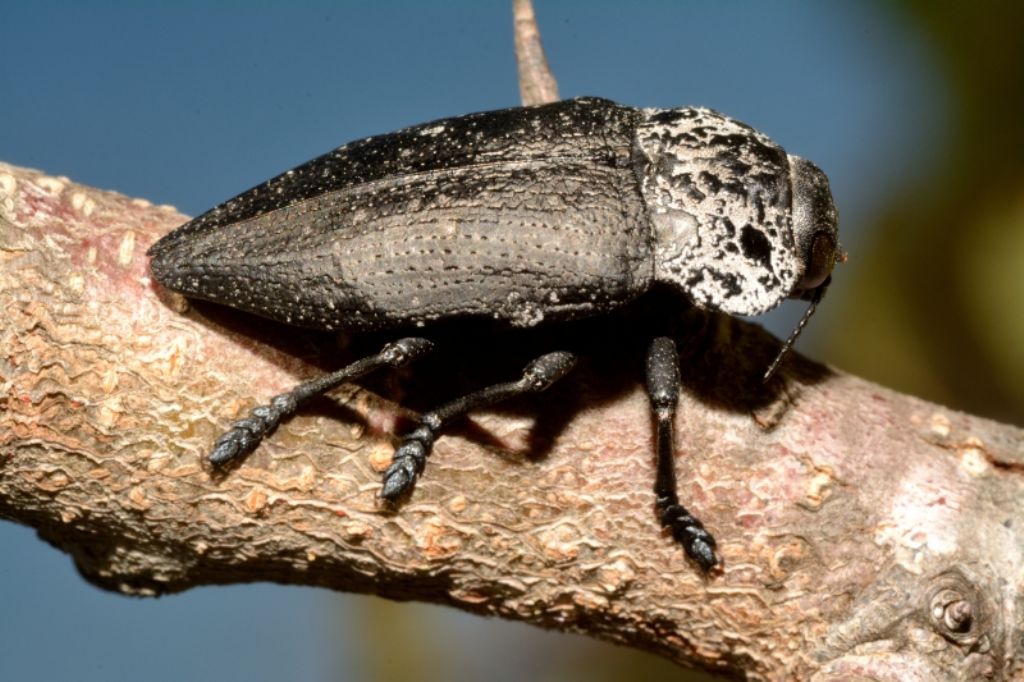 Capnodis cariosa