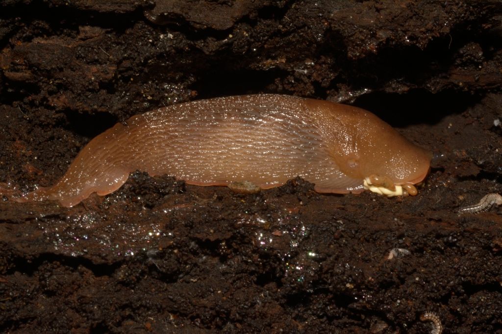 Limax del corsicus-gruppo da Pineta di Castelfusano (RM)