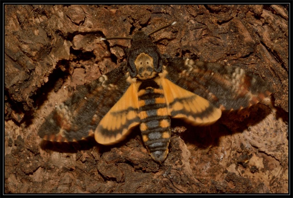 Acherontia atropos