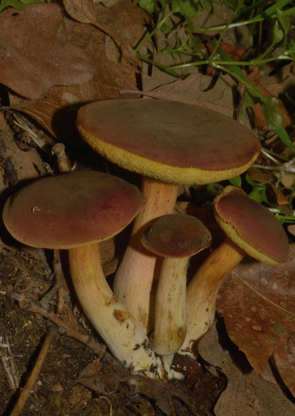 Piccola escursione in bosco di pianura