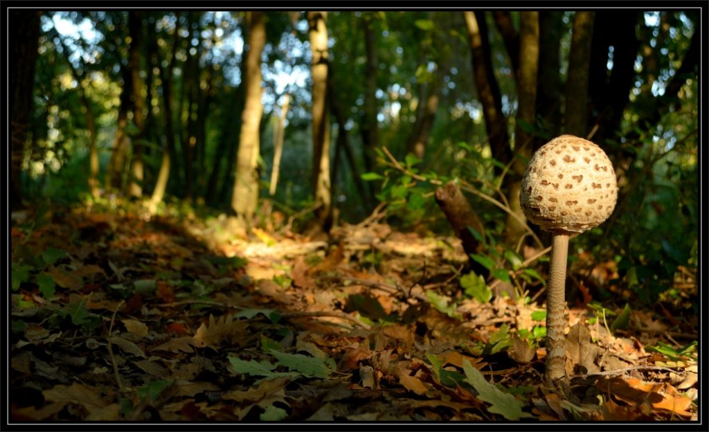 Piccola escursione in bosco di pianura