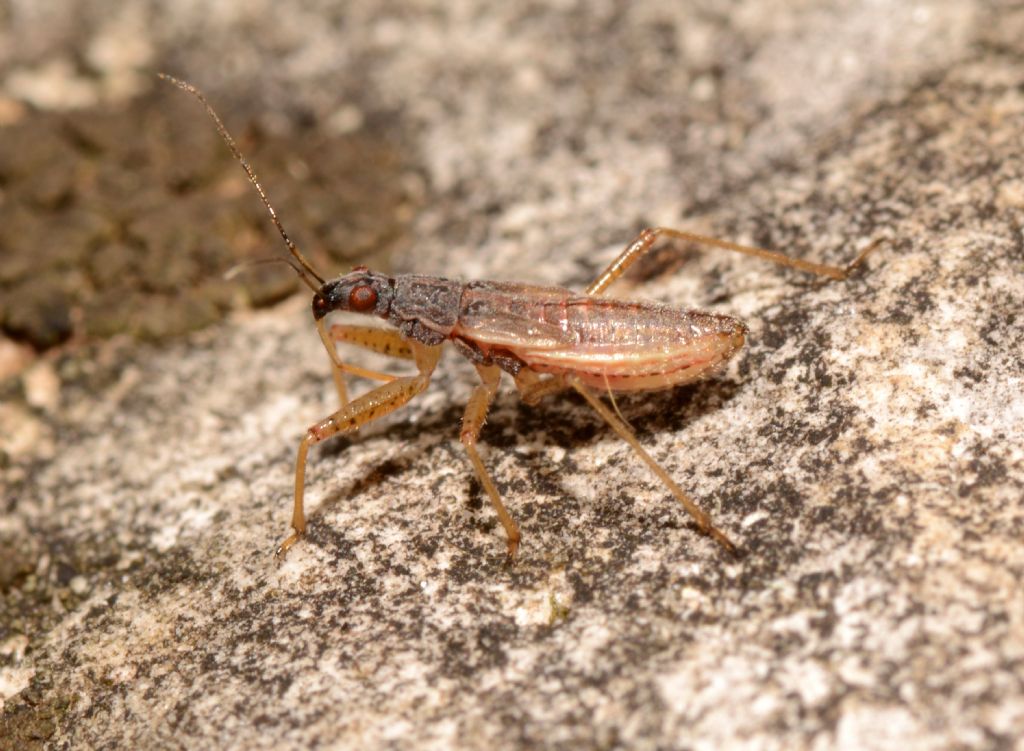 Ninfa di Reduvidae? No, di Nabidae