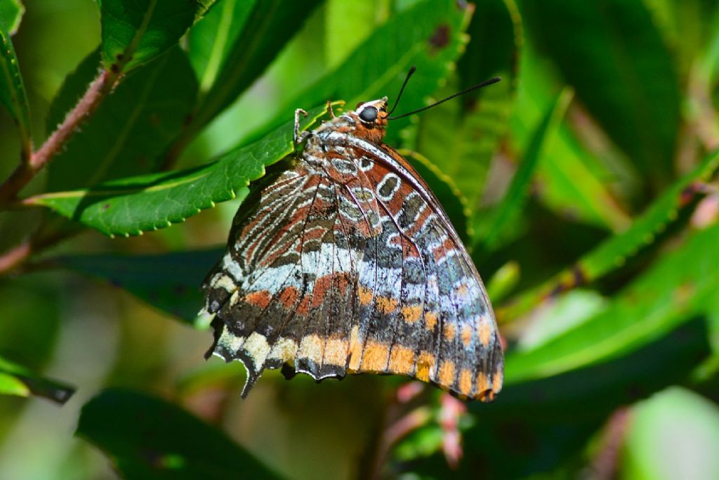 Charaxes jasius