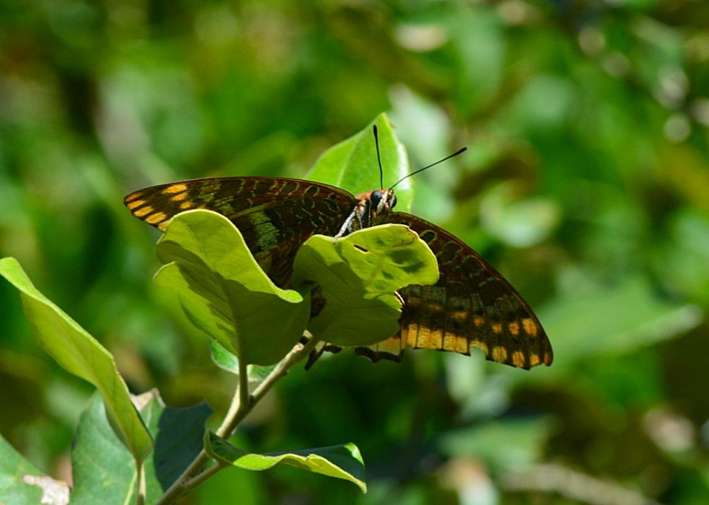 Charaxes jasius