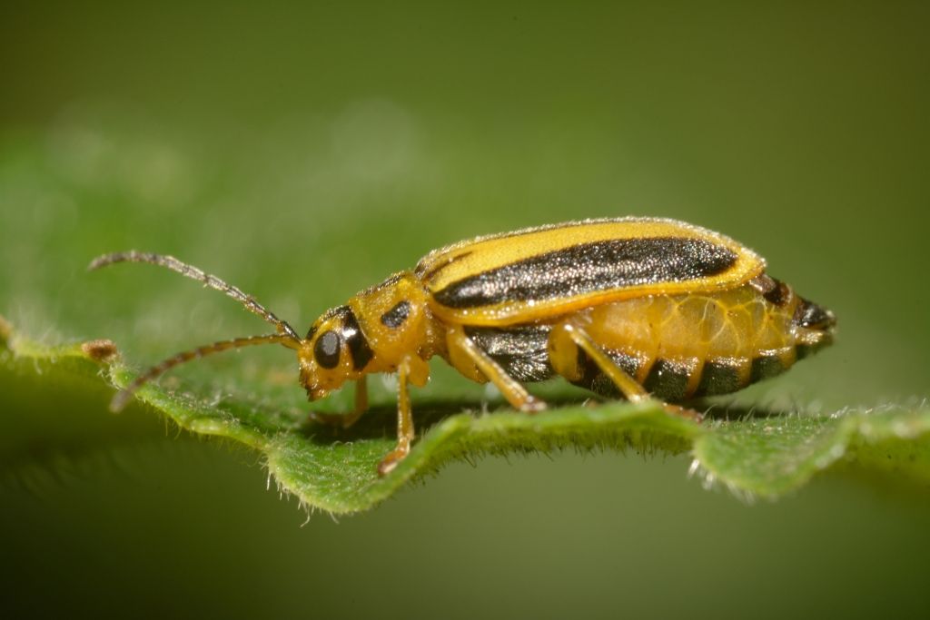 Xanthogaleruca luteola, Chrysomelidae