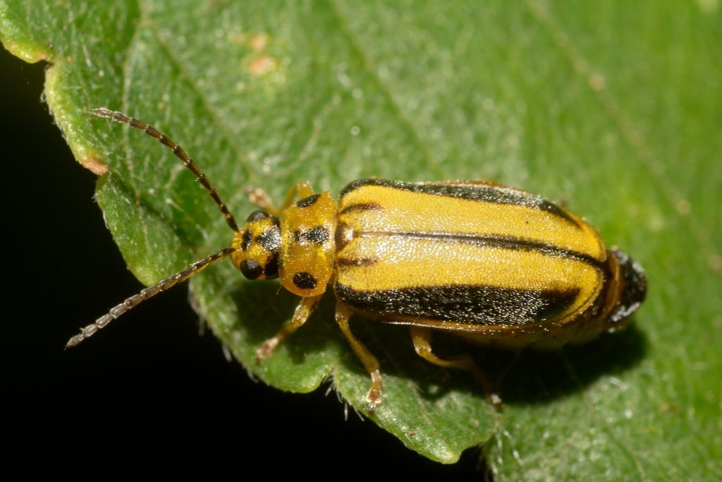 Xanthogaleruca luteola, Chrysomelidae