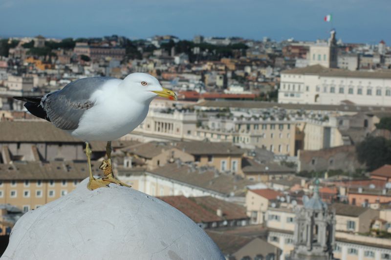 Animali a Roma nello zoo di Pietra 2