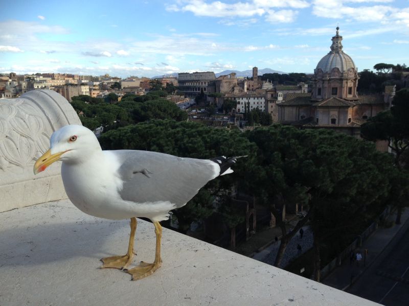 Animali a Roma nello zoo di Pietra 2