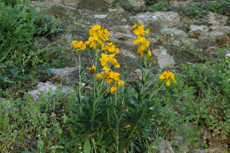Erysimum cheiri / Violaciocca gialla