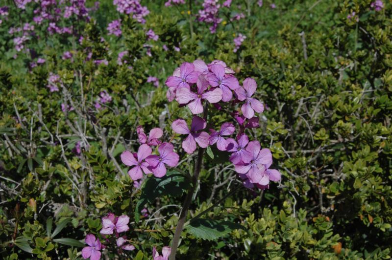 Lunaria annua