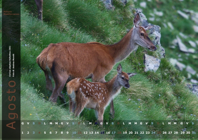 Calendario 2013 di Natura Mediterraneo