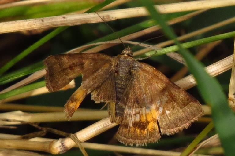 Pezzo di farfallina da identificare: Euclidia (Euclidia) glyphica - Erebidae