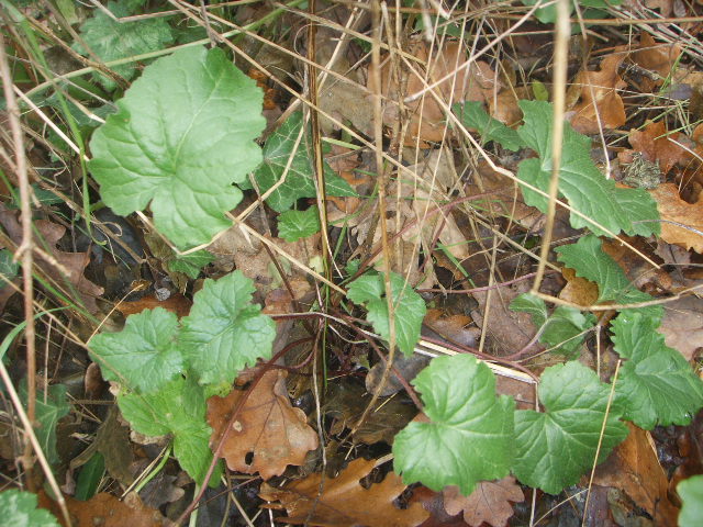 Campanula trachelium, foglie basali