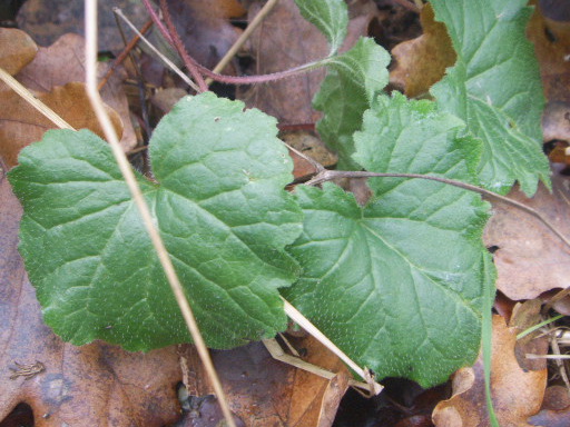 Campanula trachelium, foglie basali