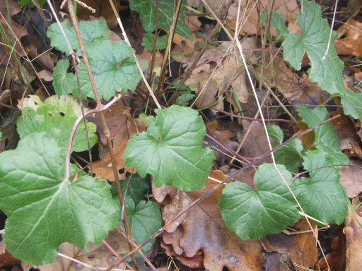 Campanula trachelium, foglie basali