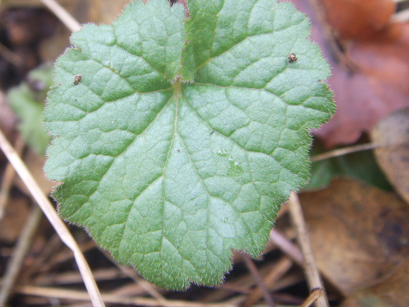 Campanula trachelium, foglie basali