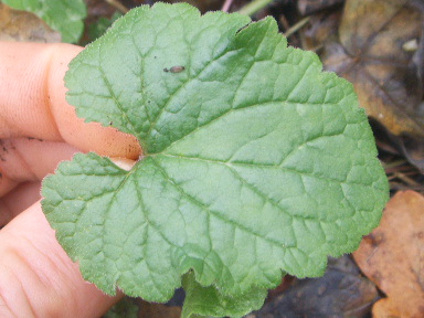 Campanula trachelium, foglie basali