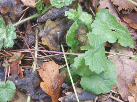 Campanula trachelium, foglie basali