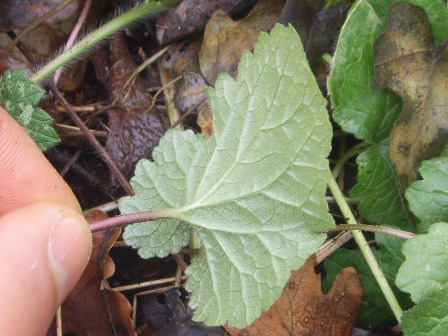 Campanula trachelium, foglie basali