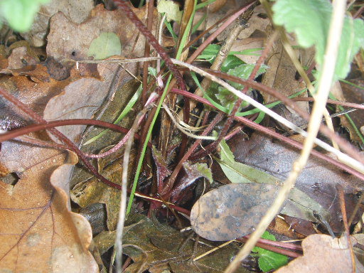 Campanula trachelium, foglie basali