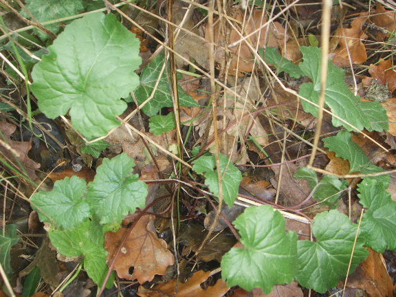 Campanula trachelium, foglie basali