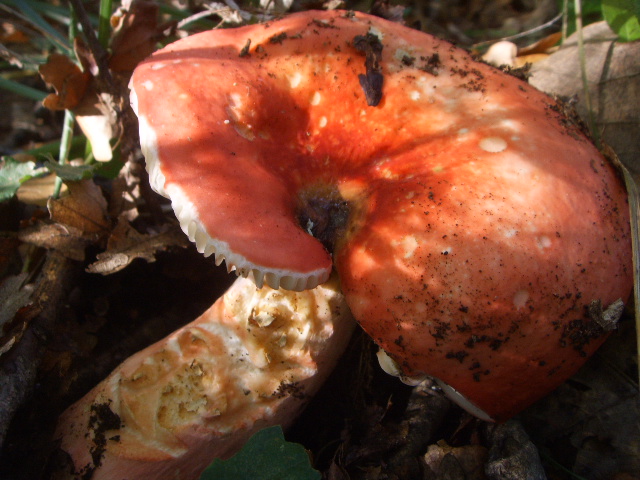 Russula inaspettatamente dolce