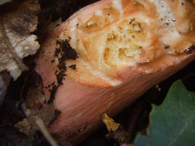 Russula inaspettatamente dolce