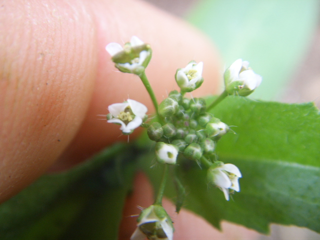 Capsella rubella