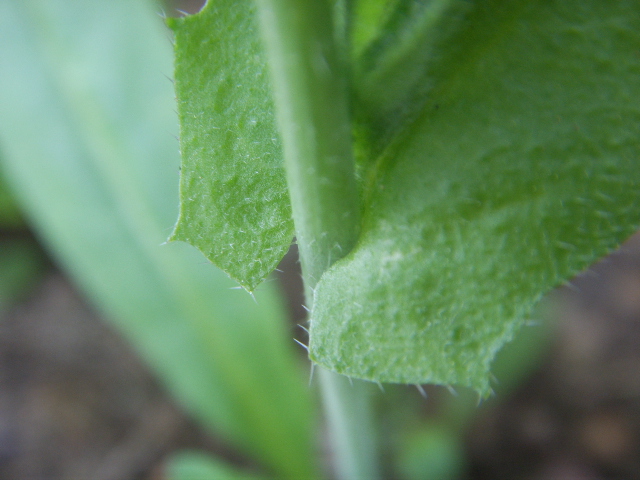 Capsella rubella