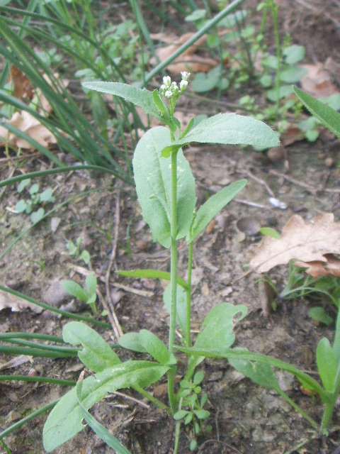 Capsella rubella