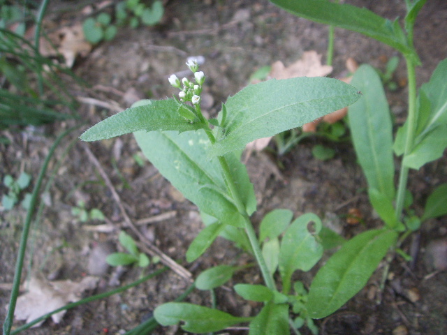 Capsella rubella