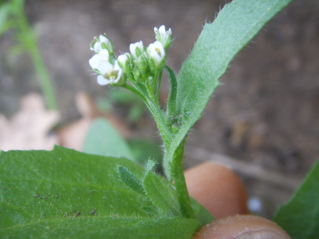 Capsella rubella