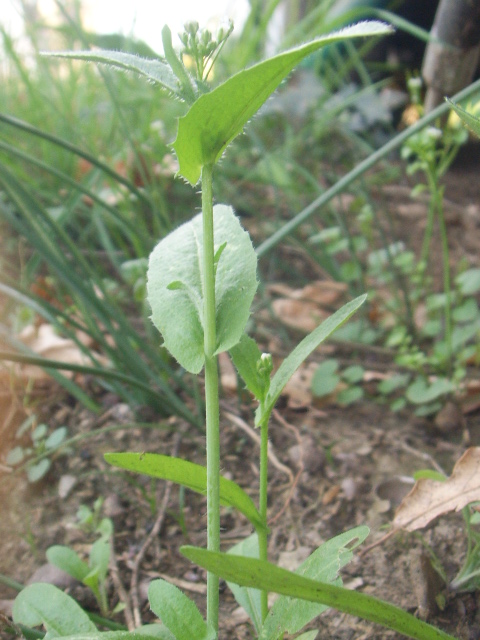 Capsella rubella