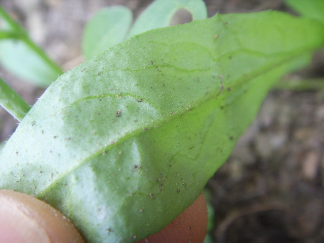 Capsella rubella