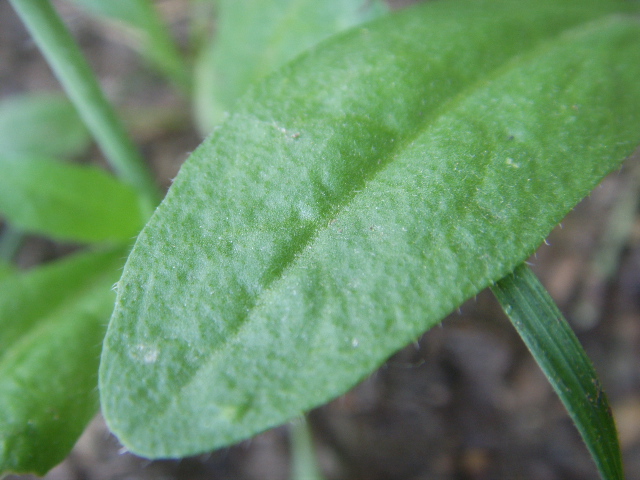 Capsella rubella