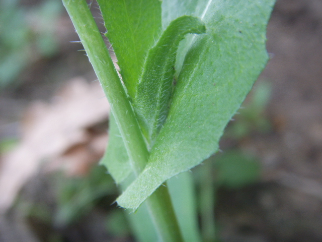 Capsella rubella