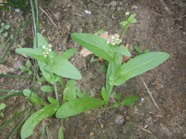 Capsella rubella