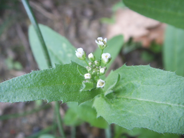 Capsella rubella