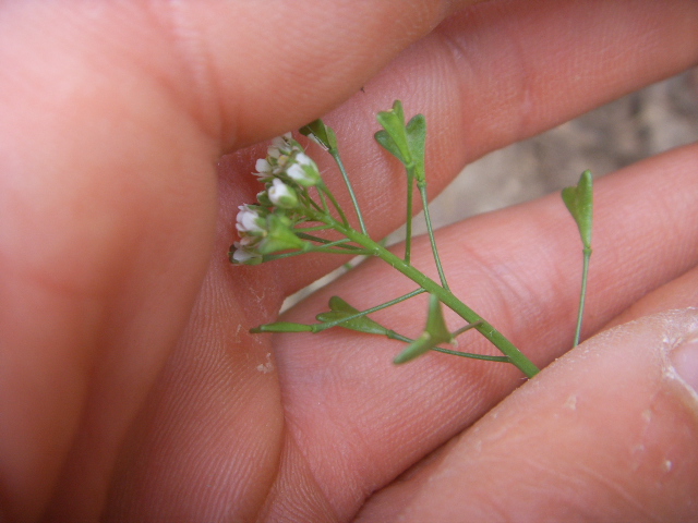 Capsella rubella