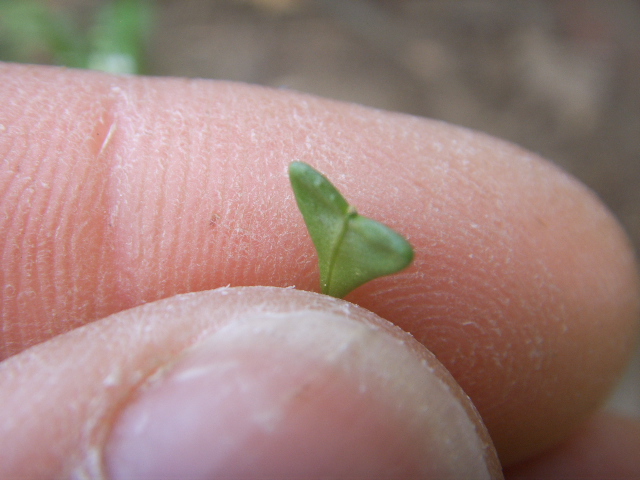 Capsella rubella