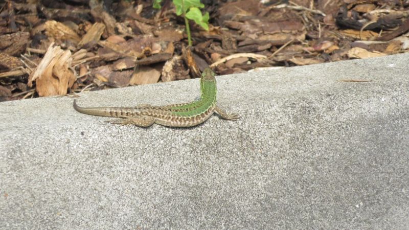 prime Podarcis siculus del Trentino, alcune foto