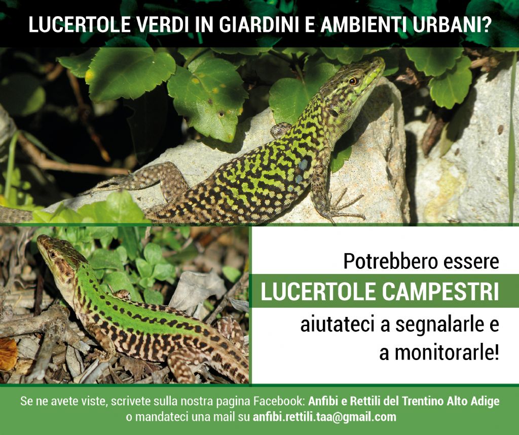monitoraggio Lucertola campestre lago di Garda e Trentino