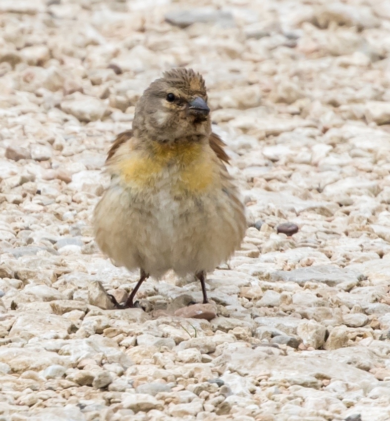 Da identificare:  Fanelli (Carduelis cannabina)