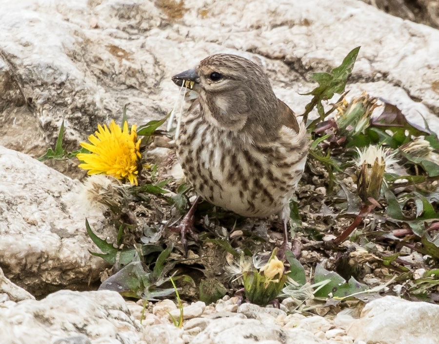 Da identificare:  Fanelli (Carduelis cannabina)