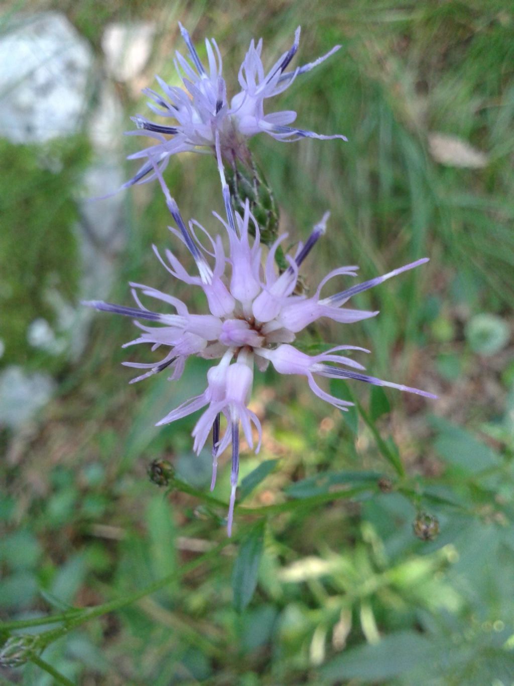 Serratula tinctoria (Asteraceae)