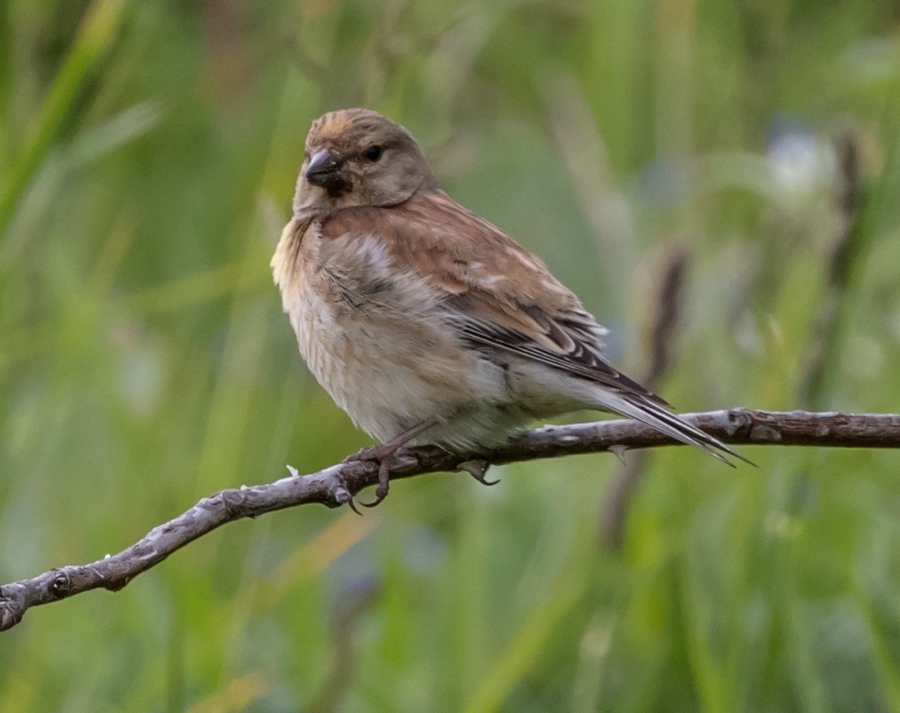 Da identificare:  Fanelli (Carduelis cannabina)