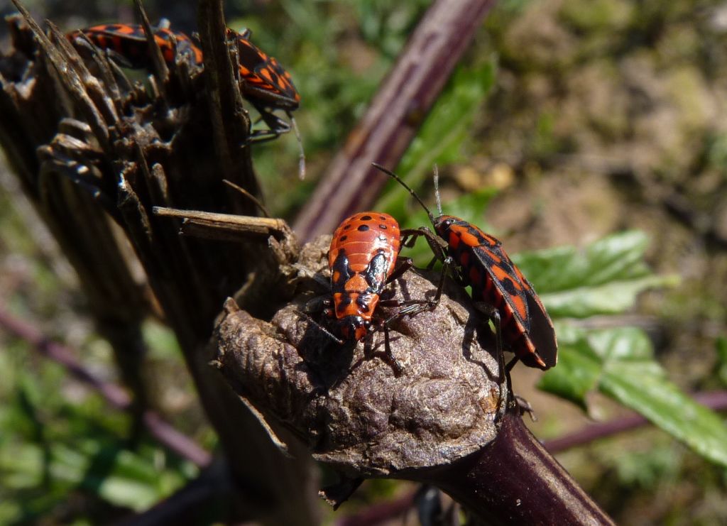 Lygaeidae: Spilostethus saxatilis del Piemonte (CN)