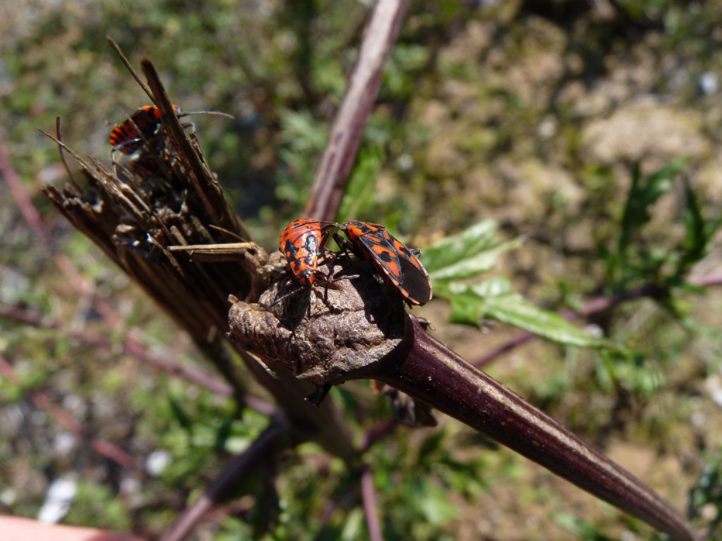 Lygaeidae: Spilostethus saxatilis del Piemonte (CN)