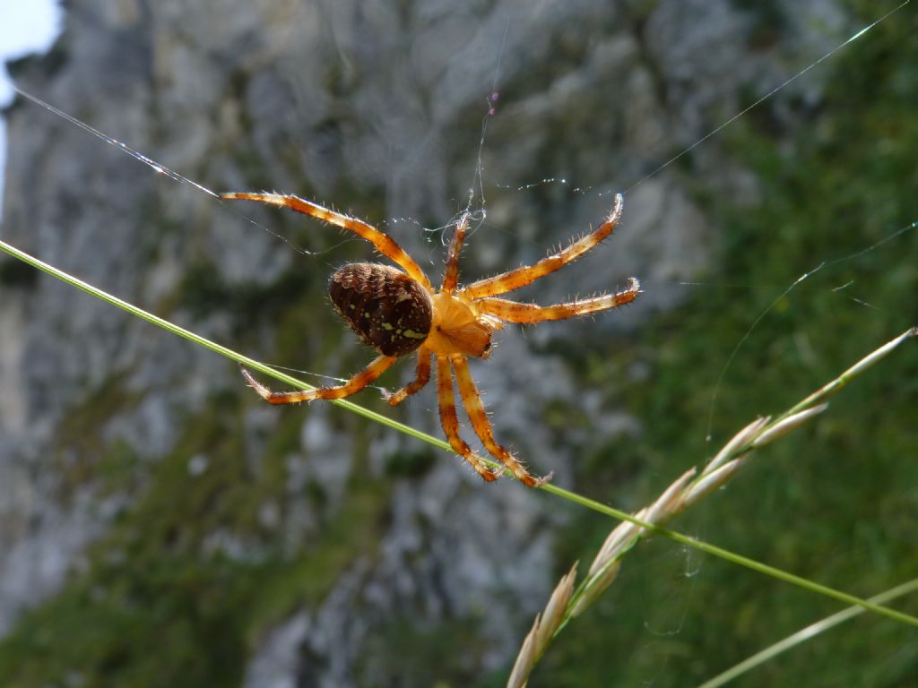 Araneus diadematus - Limone P.te (CN)