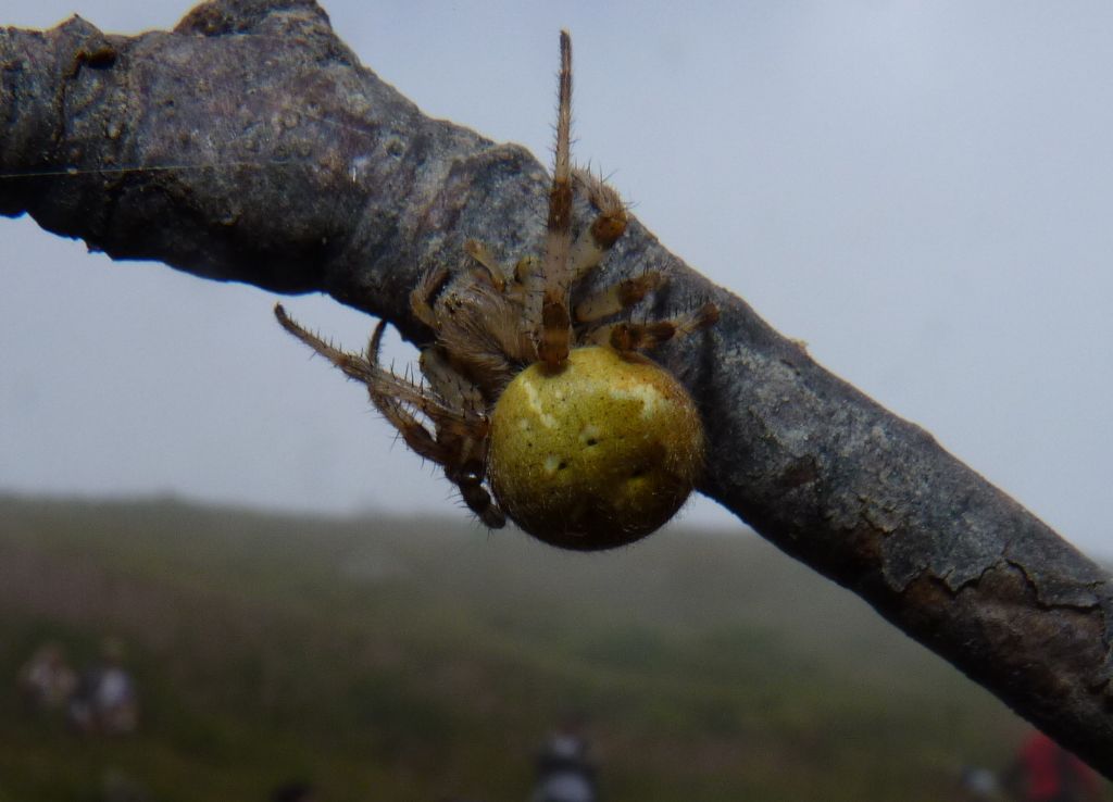 Araneus quadratus - Limone P.te (CN)